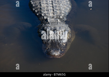 Close up of an alligator inside Gatorland, Orange Blossom Trail, Orlando, Florida, USA Stock Photo