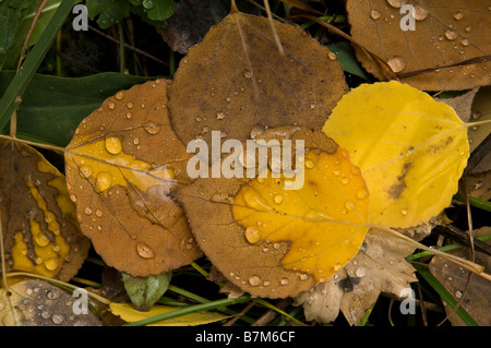 Fallen Aspen leafs laying on the ground with dew drops on them in the foothills near Boulder Colorado. Stock Photo