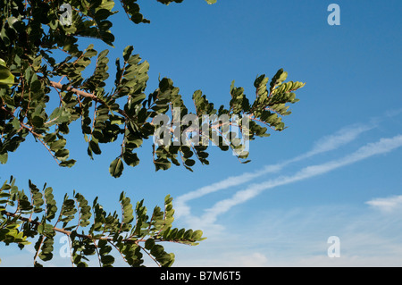 Branches from Carob tree with double contrail in sky Stock Photo