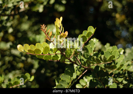 Carob tree leaves and branches Stock Photo