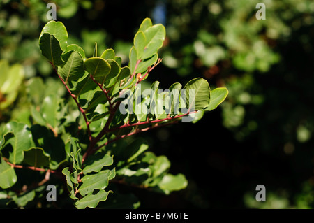 Carob tree leaves and branches Stock Photo