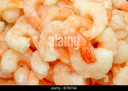 Cooked Cocktail Shrimp Stock Photo