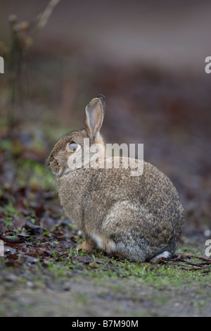 European Rabbit Oryctolagus cuniculus Stock Photo