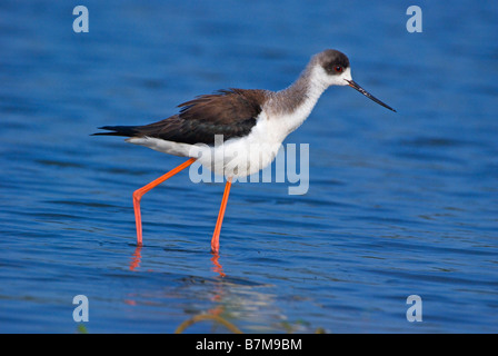 black winged stilt wading in water Stock Photo