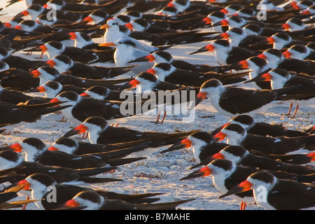 Flock of Black Skimmers Rynchops niger on the beach on Gasparrilla Island in Florida Stock Photo