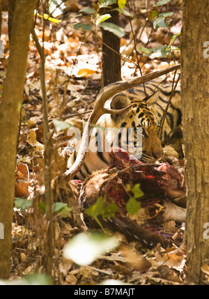 Royal Bengal Tiger eating Spotted deer or Chital Axis Axis in forest Kanha National Park Madhya Pradesh Northern India Asia Stock Photo