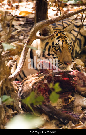 Royal Bengal Tiger eating Spotted deer or Chital Axis Axis in forest Kanha National Park Madhya Pradesh Northern India Asia Stock Photo