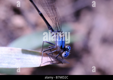 Blue fronted Dancer watching me as I take it's picture Stock Photo