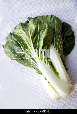 Fresh Bok Choy, Bok Choi, Chinese cabbage Stock Photo