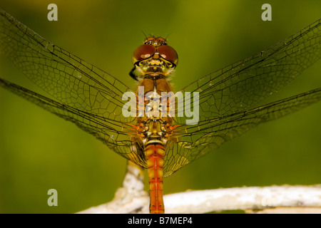 Close up of male Common Darter dragonfly Stock Photo