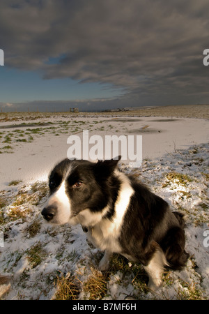 Border Collie sitting by frozen dew pond on South Downs, West Sussex, UK Stock Photo
