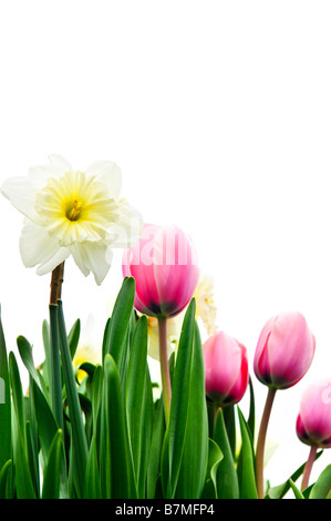 Tulips and daffodils isolated on white background floral border Stock Photo