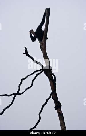 White Handed Gibbon Silhouetted in Tree Stock Photo