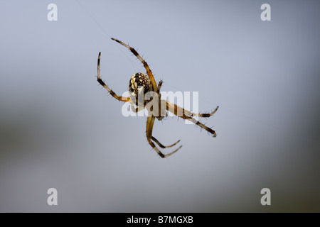 Small yellow and black Western Spotted Orbweaver spider on web. Stock Photo