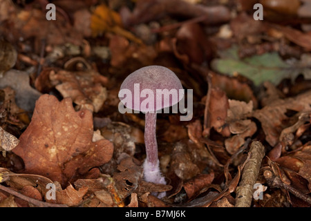 The Amethyst Deceiver Stock Photo