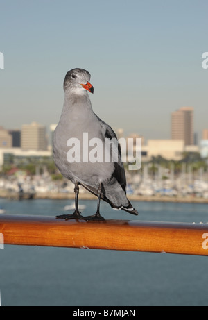 Sea Gull perched on the rail of the Queen Mary in Long Beach Stock Photo