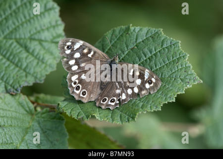Speckled Wood Pararge aegeria butterfly North Cliffe Nature Reserve East Yorkshire UK Stock Photo