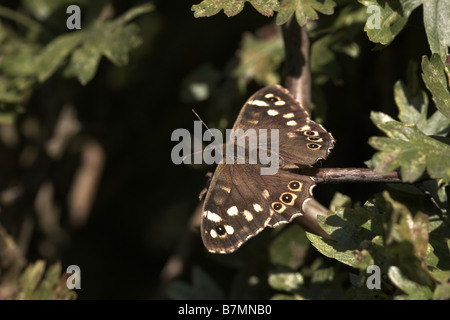 Speckled Wood Pararge aegeria butterfly North Cliffe Nature Reserve East Yorkshire UK Stock Photo