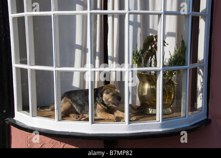A terrier dog sleeping in the sunshine in a bow window, UK Stock Photo
