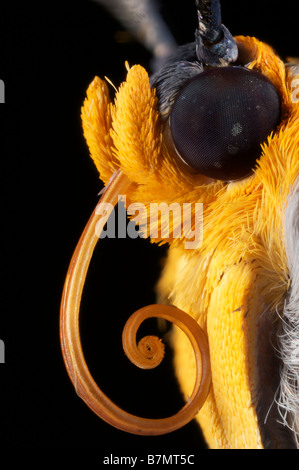 Compound eye and coiled proboscis of a moth (Pyralidae). Compound eyes ...