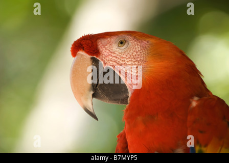 Honduras, Copan, Macaw Mountain Bird Park. Scarlet Macaw (Ara macao). Stock Photo