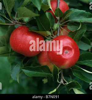 Ripe red Discovery apple fruit on the tree Gloucestershire Stock Photo