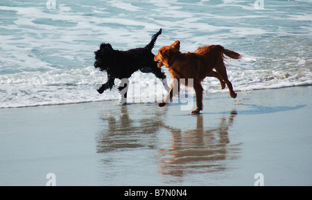 Two dogs playing on beach. Stock Photo