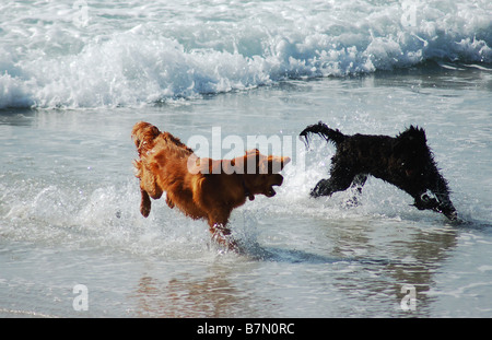 Two dogs playing on beach. Stock Photo