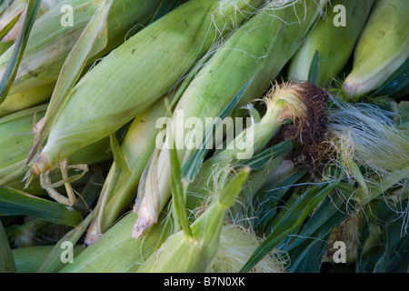 Corn in a pile at farmers market stand Stock Photo