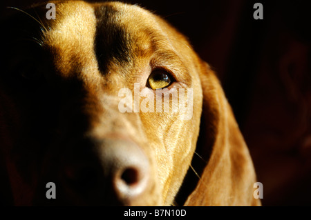 Stock photo of a rather thoughful looking Hungarian Vizsla Stock Photo