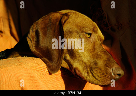 Stock photo of a rather thoughful looking Hungarian Vizsla Stock Photo