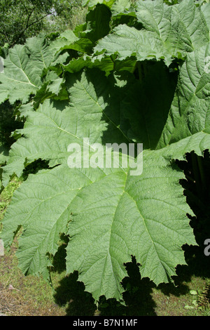 Giant Rhubarb, Gunnera tinctoria, Gunneraceae Stock Photo