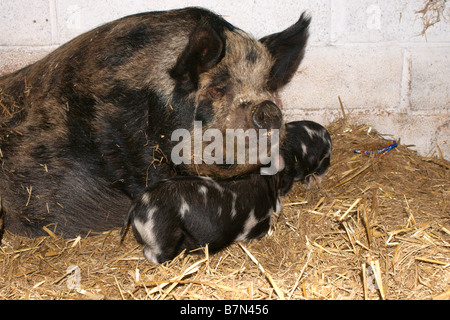 Sow with two piglets Stock Photo