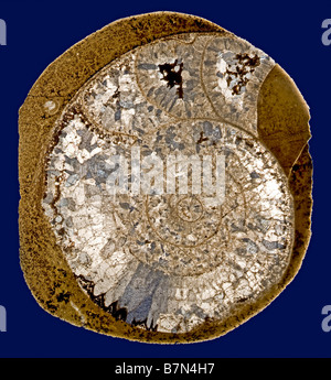 Fossil Goniatite ammonite slide section form High Atlas mountains Morocco Africa Devonian period Stock Photo