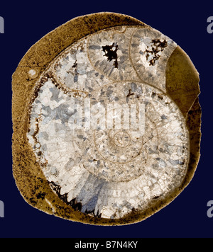 Fossil Goniatite ammonite slide section form High Atlas mountains Morocco Africa Devonian period Stock Photo