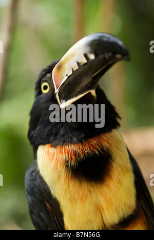 Honduras, Copan, Macaw Mountain Bird Park. Collared Aracari (Pteroglossus torquatus) Stock Photo