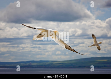 Gannets, Morus bassanus, in flight, Bass Rock Scotland Stock Photo