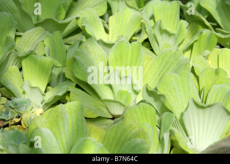 Water Lettuce or Cabbage Shell Flower, Pistia stratiotes, Araceae Stock Photo