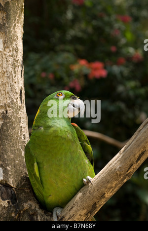 Honduras, Copan, Macaw Mountain Bird Park. Yellow-Naped Amazon Parrot, Amazona achrocephala. Stock Photo