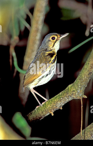 Spectacled Antpitta Hylopezus perspicillatus Carara Biological Reserve COSTA RICA March Adult Formicariidae Stock Photo
