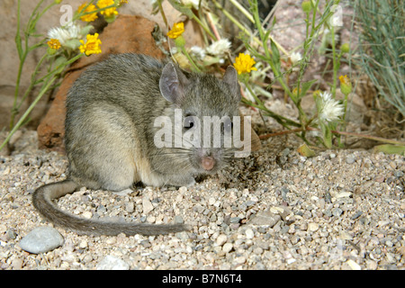 Western White-throated Woodrat Stock Photo