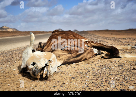 the carcass of a dead cow by the roadside in western desert of Egypt showing intact teeth and hide Stock Photo