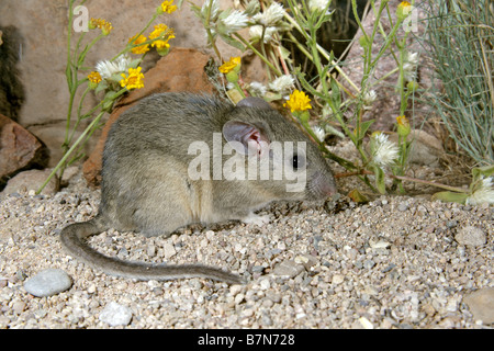 Western White-throated Woodrat Stock Photo