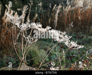 A frost and ice covered Common Hogweed (Heracleum sphondylium) dead flower head Stock Photo