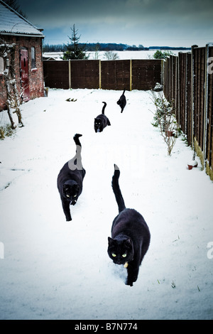 Four lucky black cats in a garden in deep snow PR Stock Photo