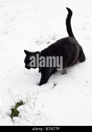 Black cat walking outdoors in deep winter snow PR Stock Photo