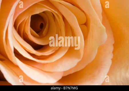 Close up of orange rose with petals Stock Photo