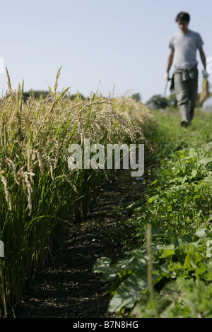 Rice harvest Stock Photo