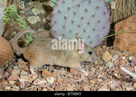 Western White-throated Woodrat Stock Photo