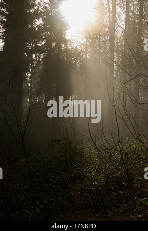 Sun piercing the fog in woodland Stock Photo